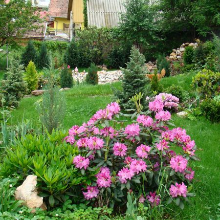 Rhododendronul Roseum Elegans